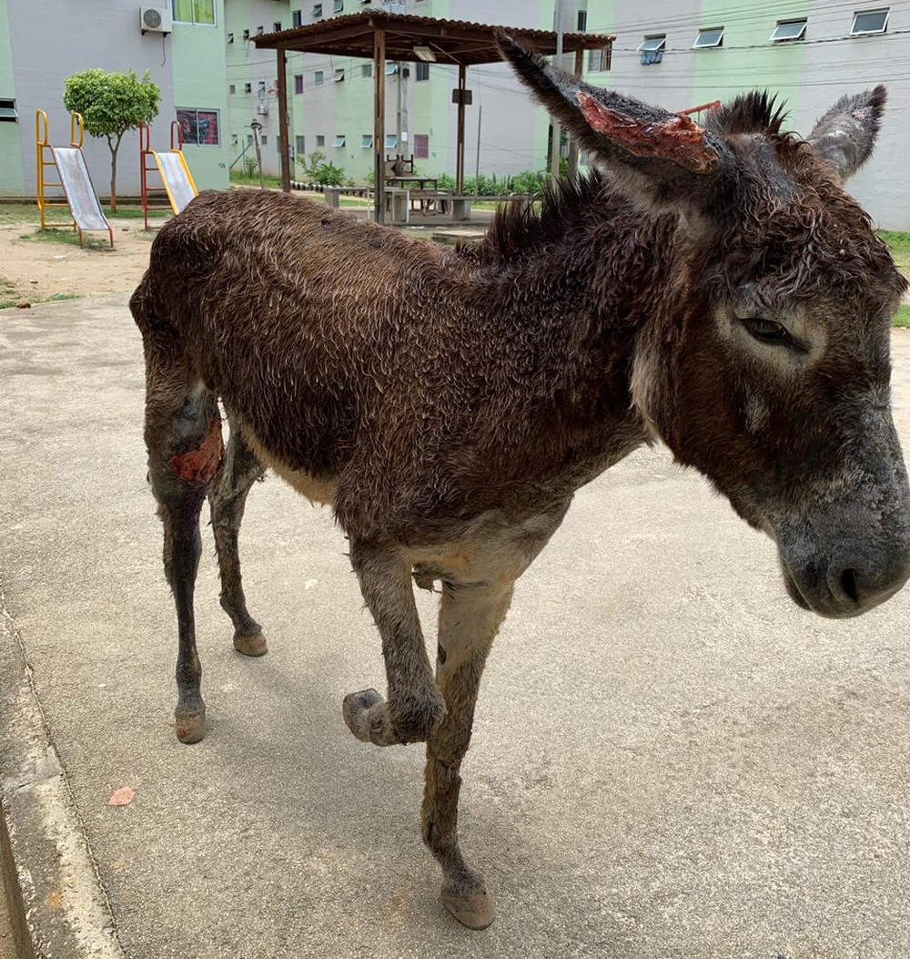 Maus Tratos Burro Que Era Esfaqueado Pelo Dono E Resgatado