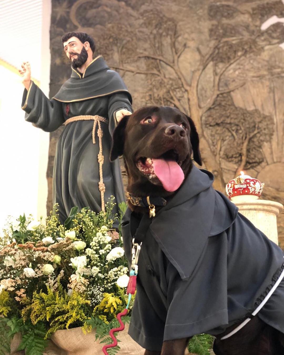 Solenidade A Sao Francisco De Assis Tera Bencao Dos Animais