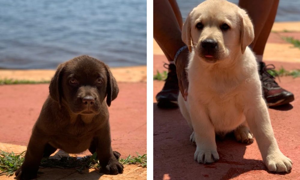 Novos "cãobatentes" do CBMDF