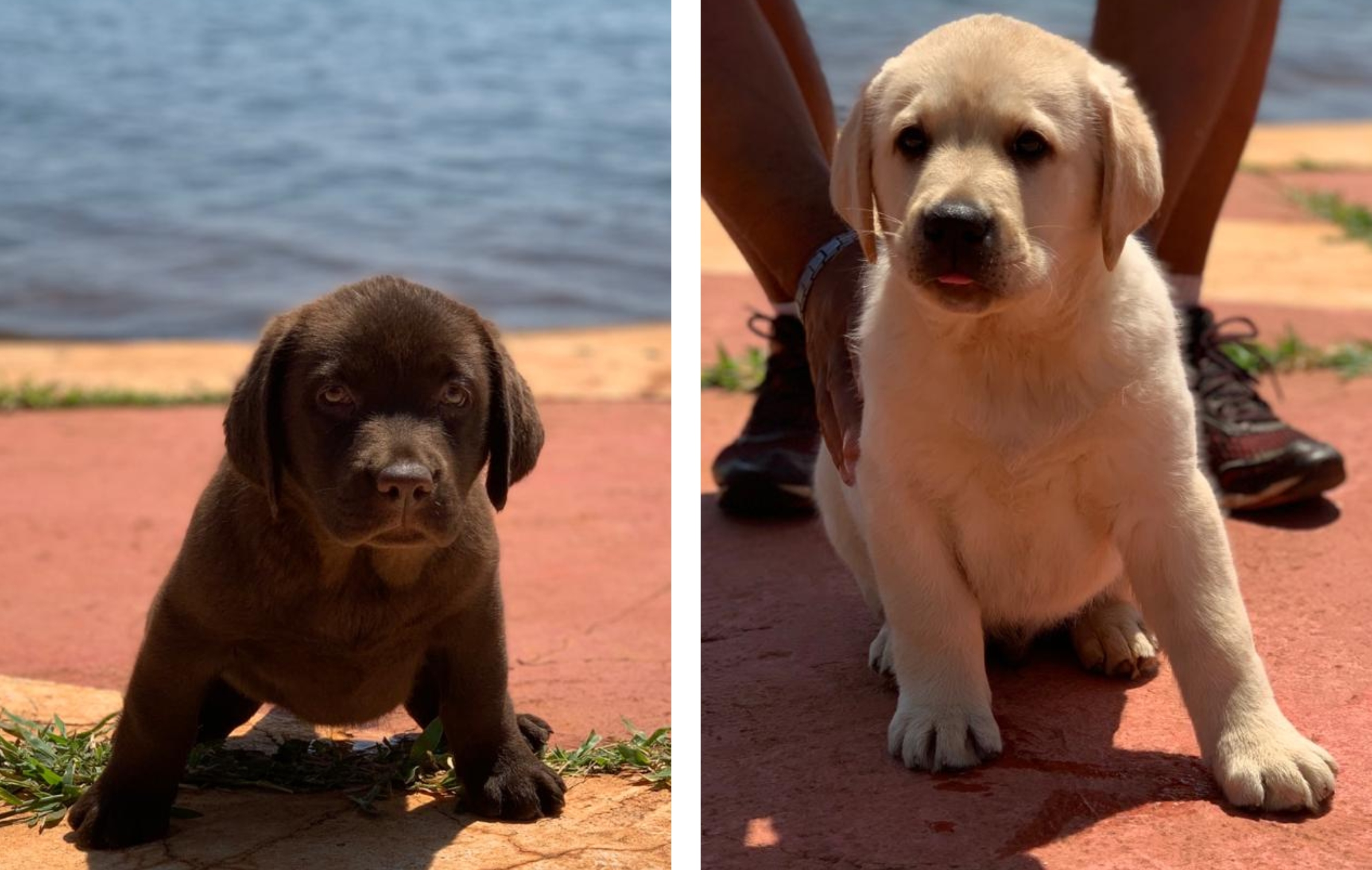 Novos "cãobatentes" do CBMDF