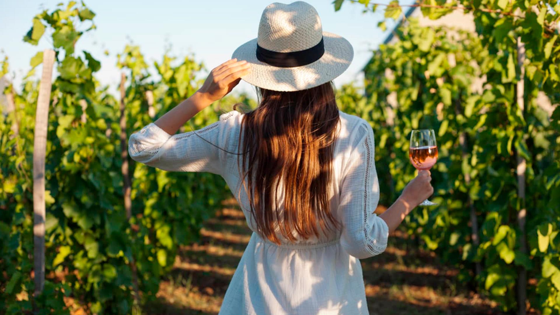 Vinhos