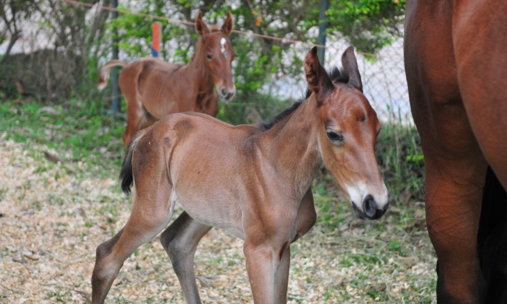 Foto: Joel Rodrigues / Agência Brasília