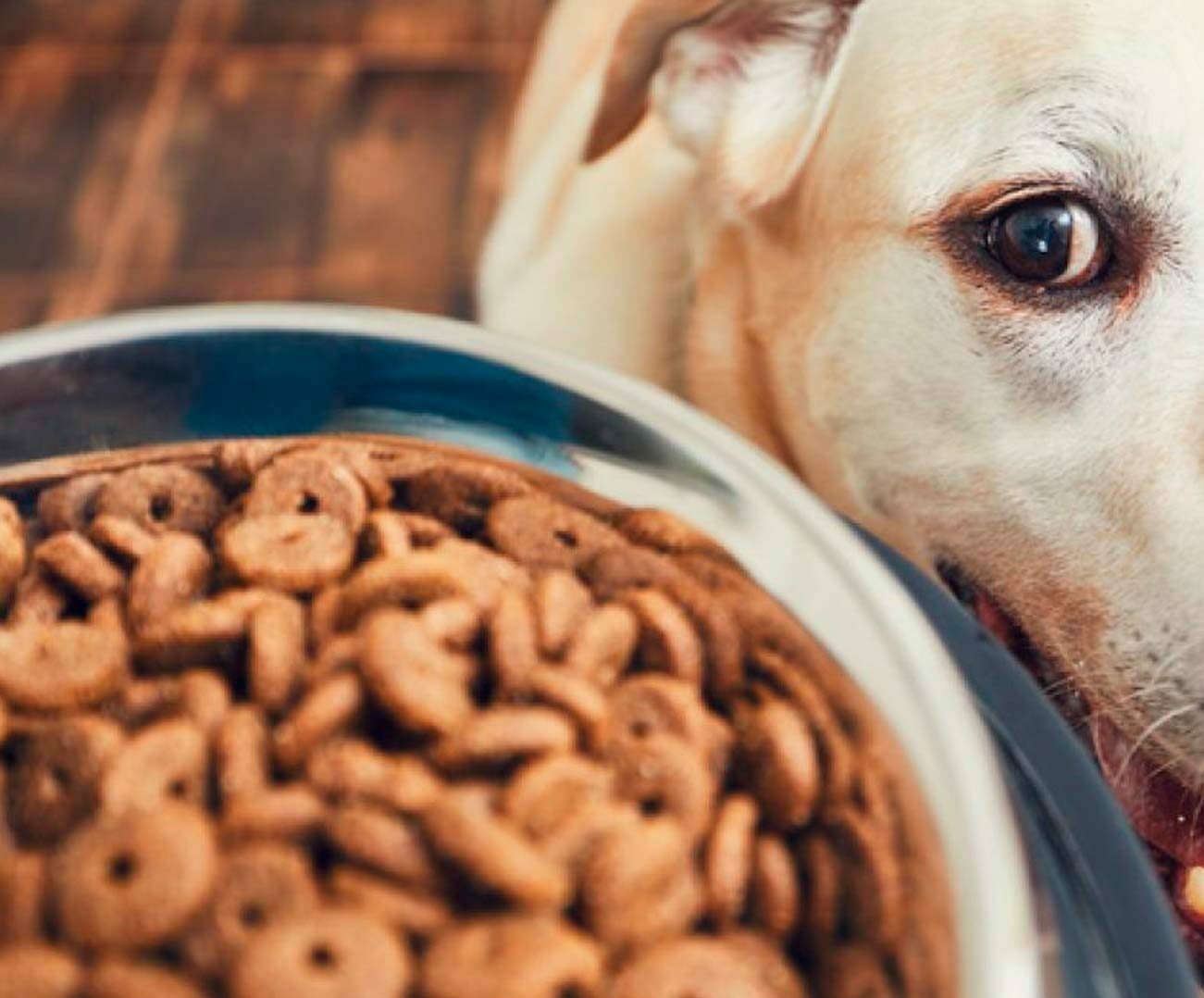 O que fazer quando o cachorro não quer comer ração?
