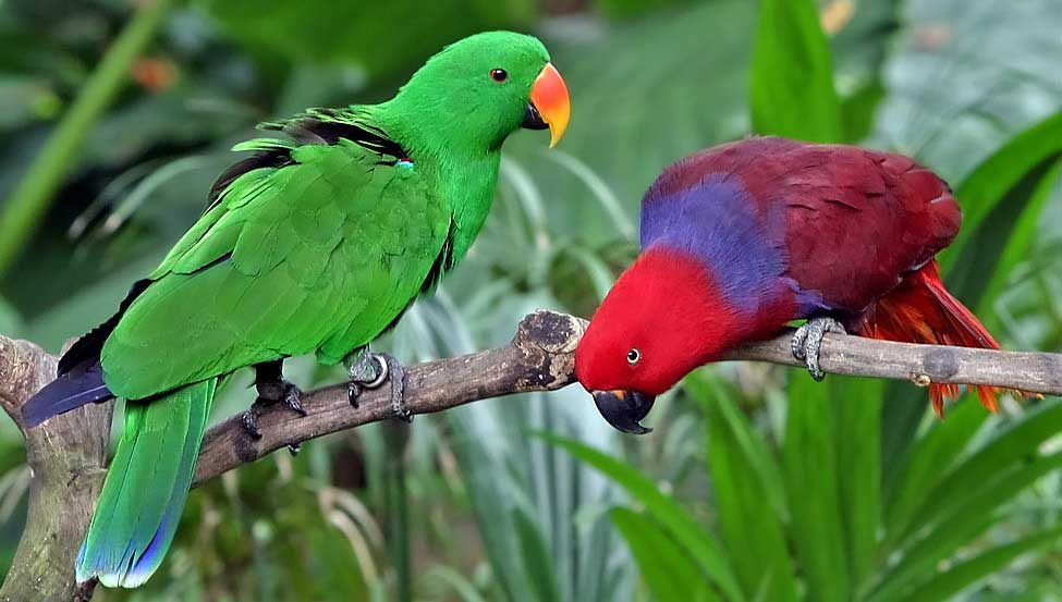 Papagaio-ecletus (Eclectus roratus)