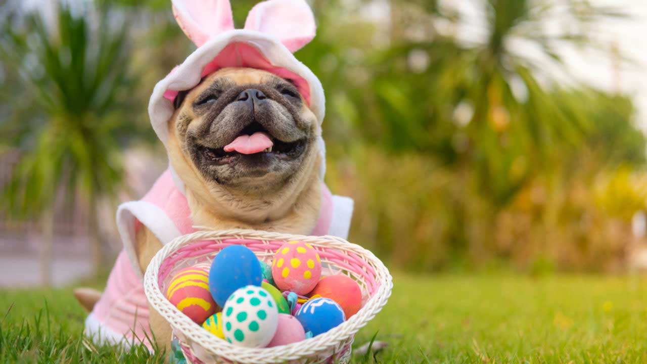 Ovos de Páscoa especiais sabor carne para cães e peixe para gatos