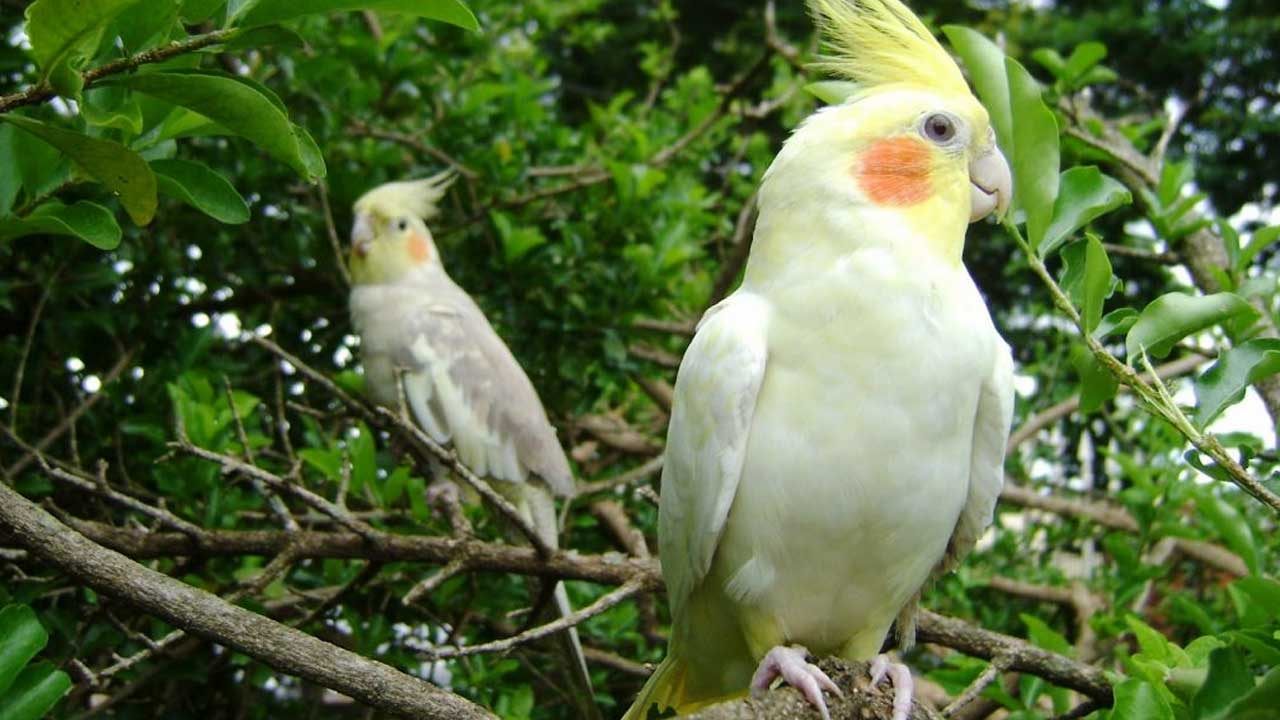 11 dicas para ter aves pet