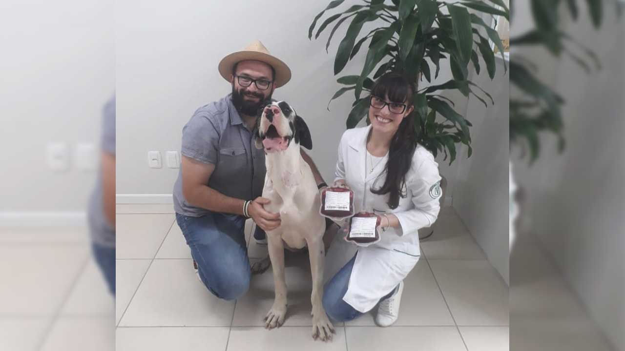 Pets podem ser doadores de sangue e ajudar outros animais em situação crítica