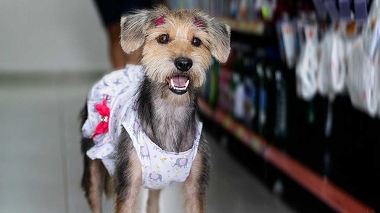 Cachorros de abrigo ganham ensaio fotográfico e day spa para incentivar adoção responsável