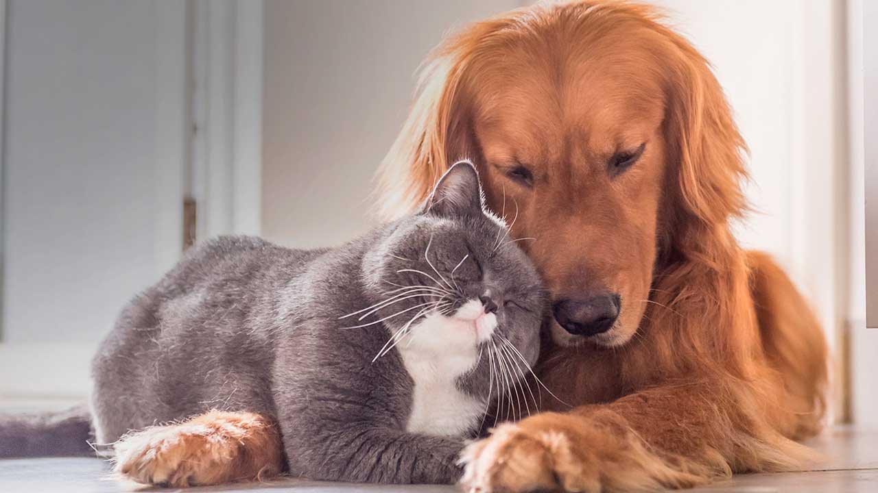 Saúde pet: chega à capital federal novo Hospital Veterinário com emergência 24h