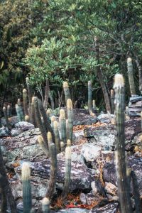 Adventure Park Cristalina. Foto: Divulgação