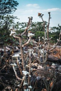 Adventure Park Cristalina. Foto: Divulgação