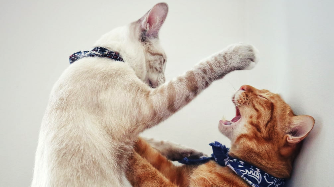 Saiba como reconhecer sinais de estresse nos pets