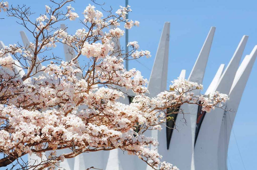 Ipê branco em frente à Catedral de Brasília. Foto: Paulo H. Carvalho/Agência Brasília