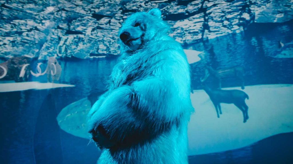 Viagem ao Mundo Animal. Foto: Camila Cara