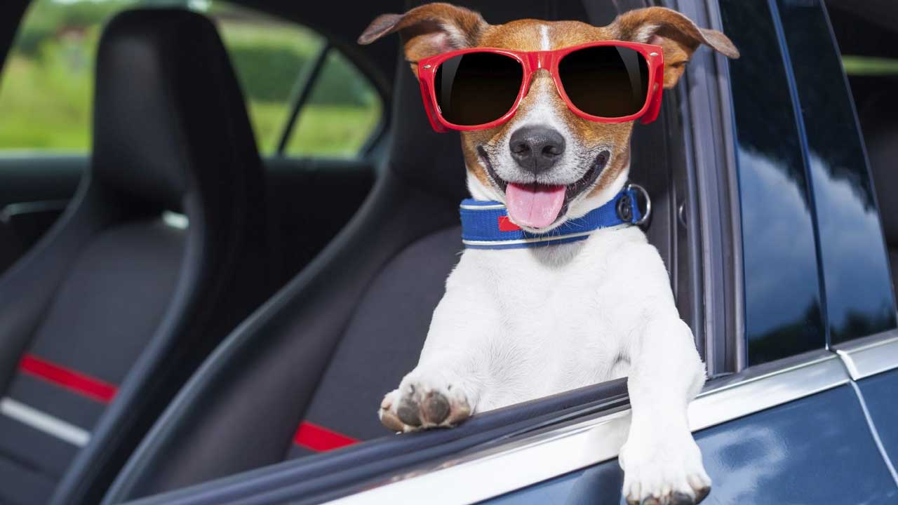 Seu pet também merece aproveitar o feriado!