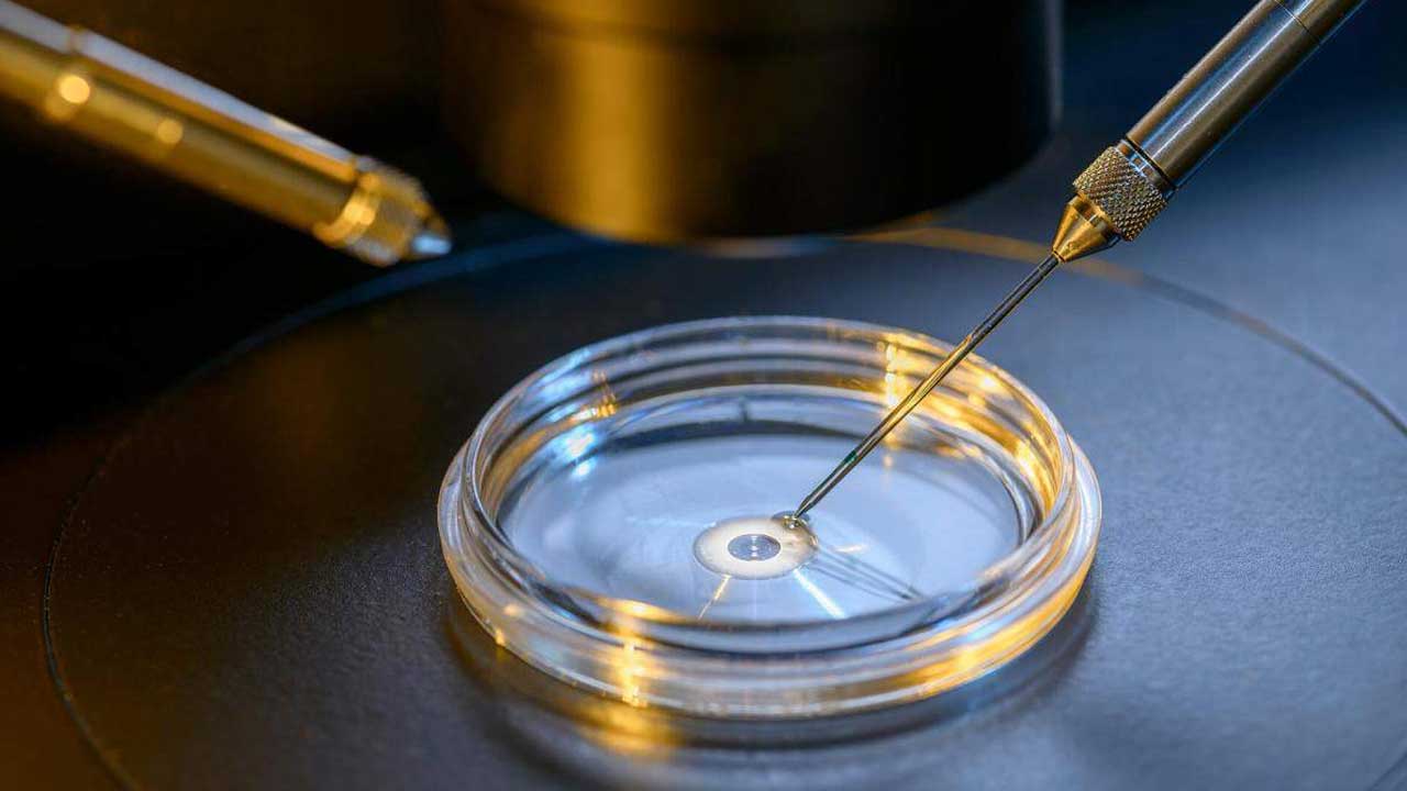 Termo de consentimento é o único documento que possibilita a reprodução assistida post mortem, diz especialista