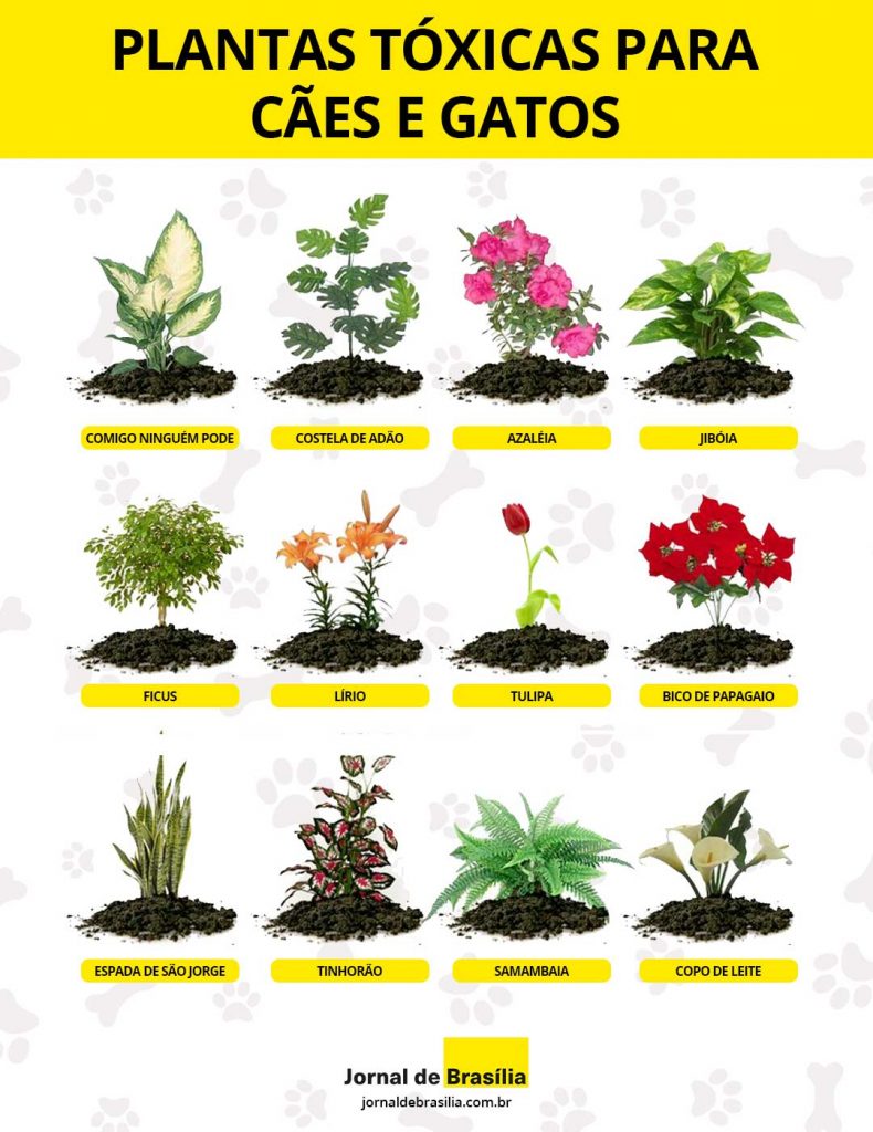 Plantas tóxicas para cães e gatos. Montagem: Jornal de Brasília