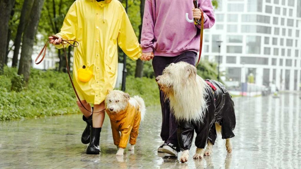 Capas de chuva protegem os pets durante os passeios. Foto: Divulgação