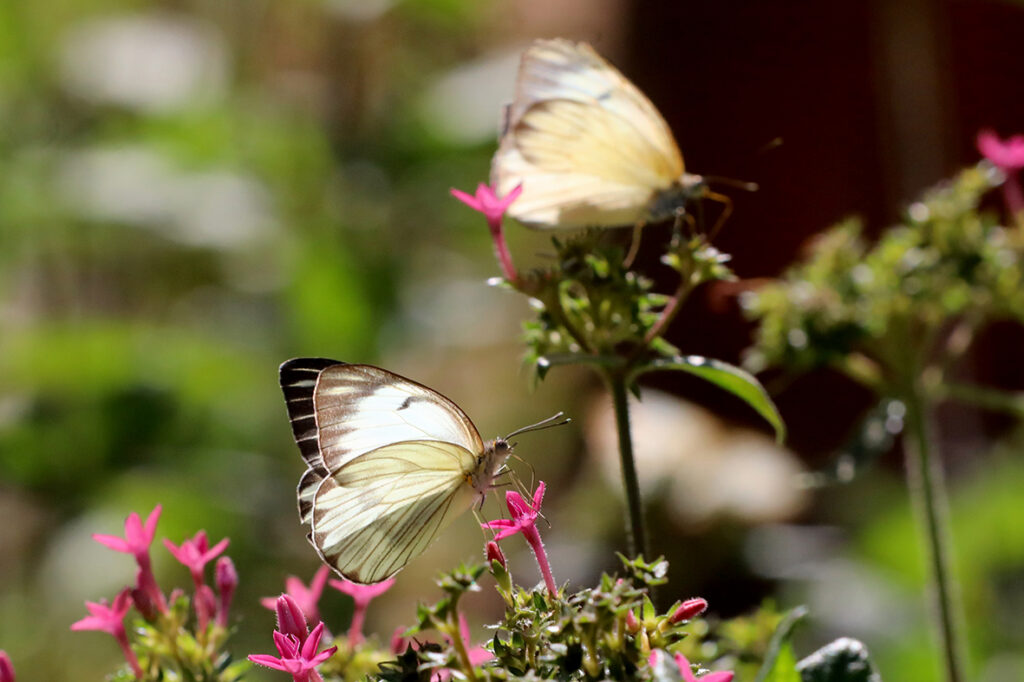Borboletário do Zoo de Brasília reabre para o público | Jornal de Brasília