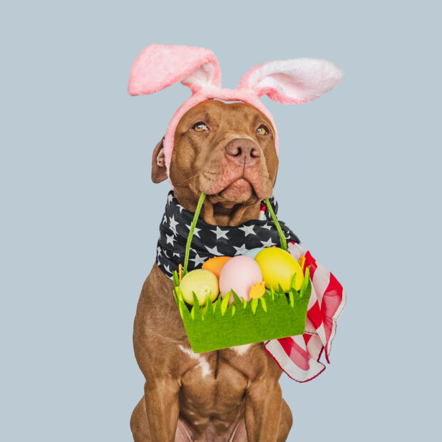 Páscoa Pet - cachorro com orelhas de coelho segura cesta de ovos coloridos.