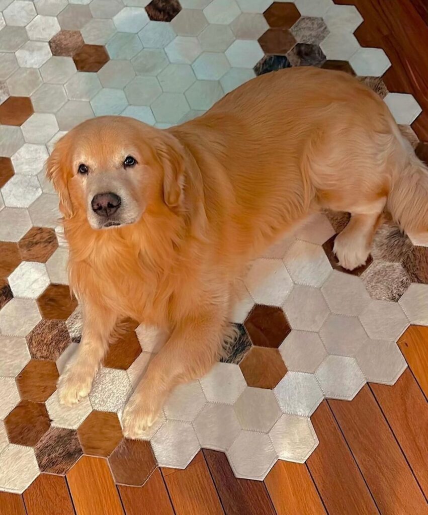 cão Joca - morto em transporte da GOL, companhia aérea