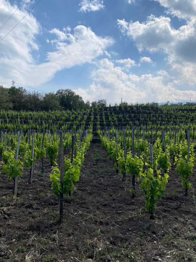 Plantação de uvas