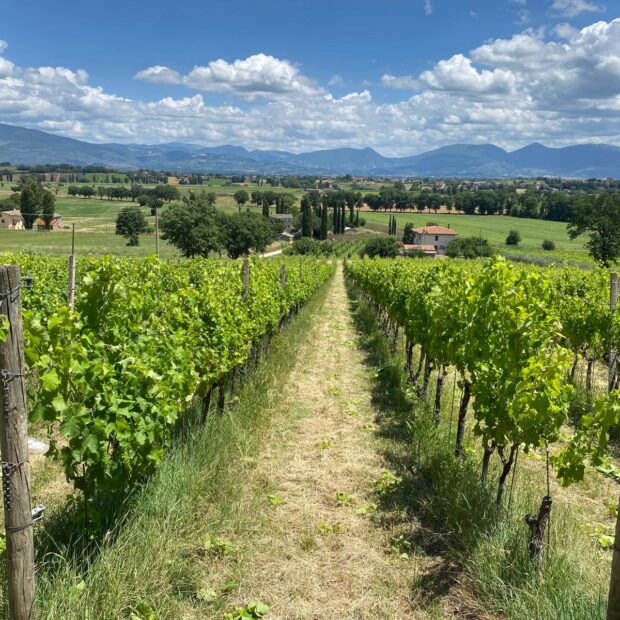 Tradição vitivinícola na Úmbria, região da Itália Central. Foto: Cynthia Malacarne.