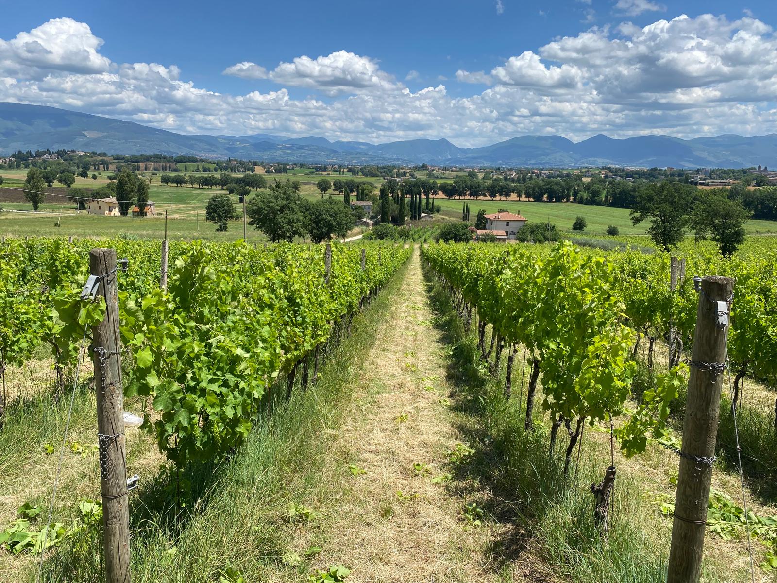 Tradição vitivinícola na Úmbria, região da Itália Central. Foto: Cynthia Malacarne.