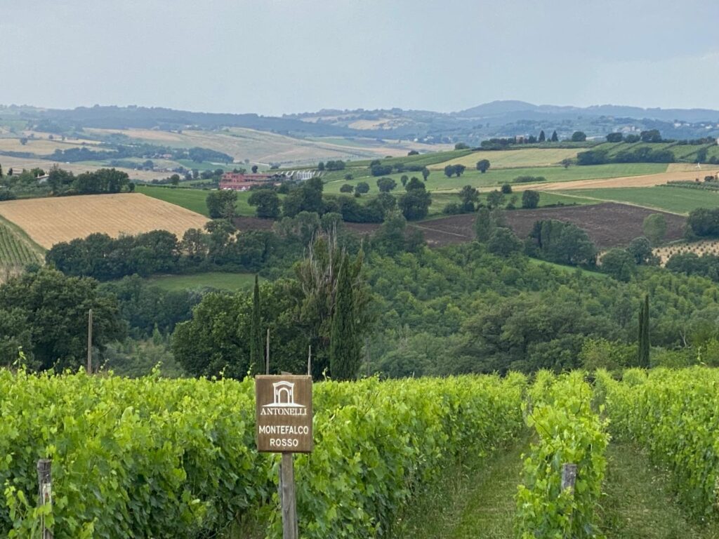 Tradição vitivinícola na Úmbria, região da Itália Central. Foto: Cynthia Malacarne.