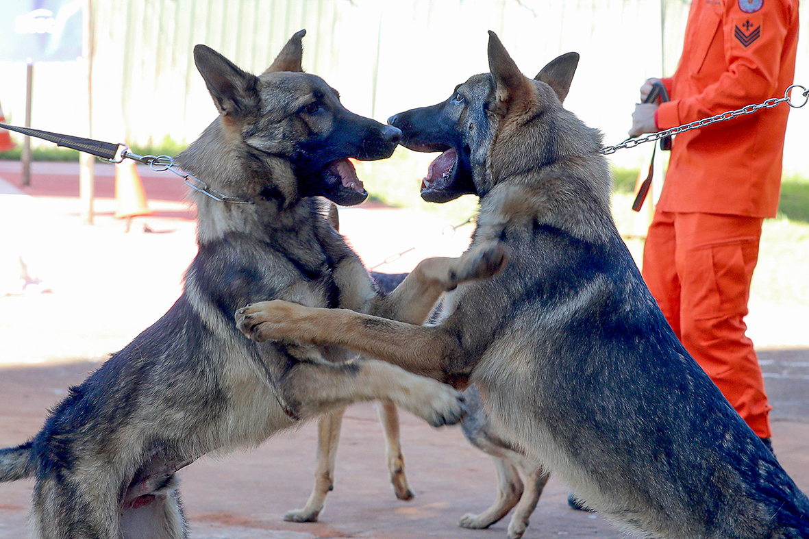 cães