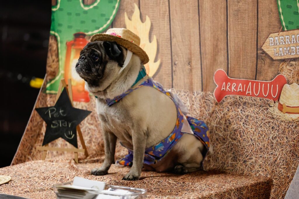 ArraiAU. Crédito: Divulgação