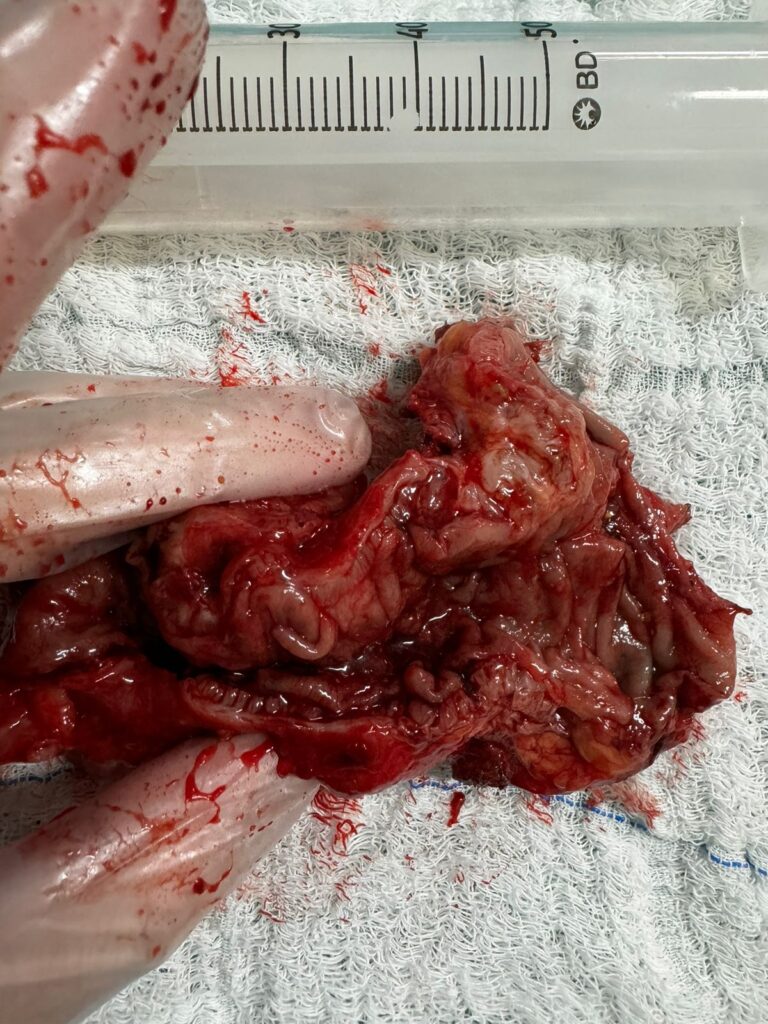 whatsapp image 2024 07 17 at 16.28.28 (2)