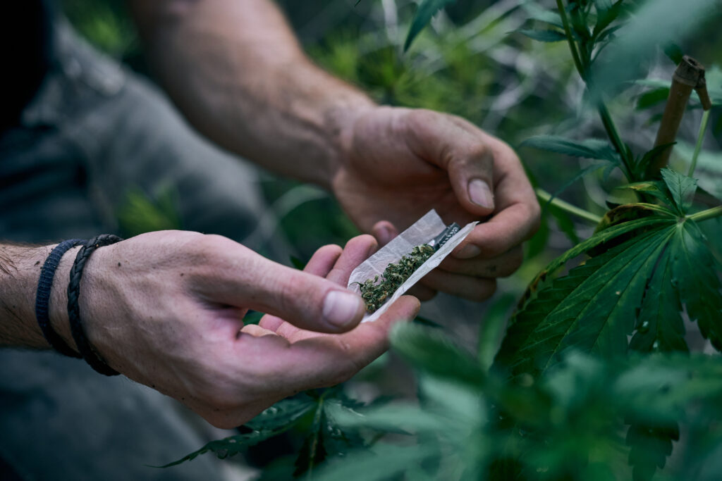man rolling marijuana joint near the cannabis plant