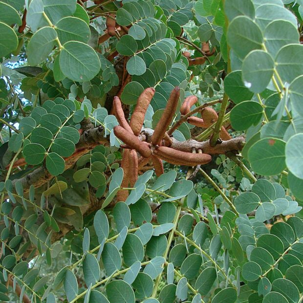 20.7. curso brasilia ambiental. plantas medicinais cerrado babatimao