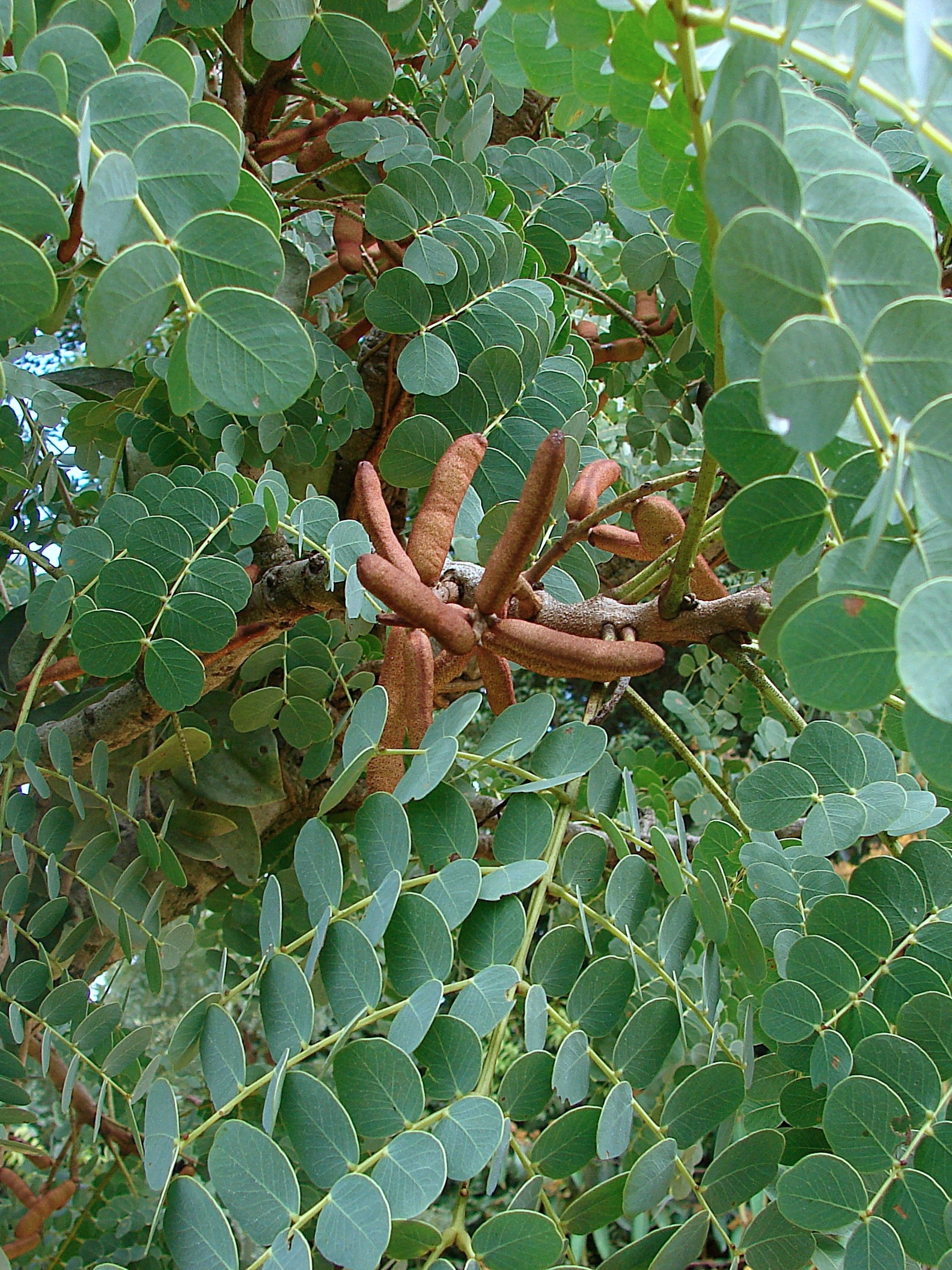 20.7. curso brasilia ambiental. plantas medicinais cerrado babatimao