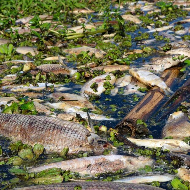 7lzck5oba5h3fg4auvia3yserq (1)