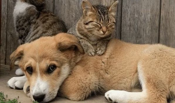 2 sema e1712782207602