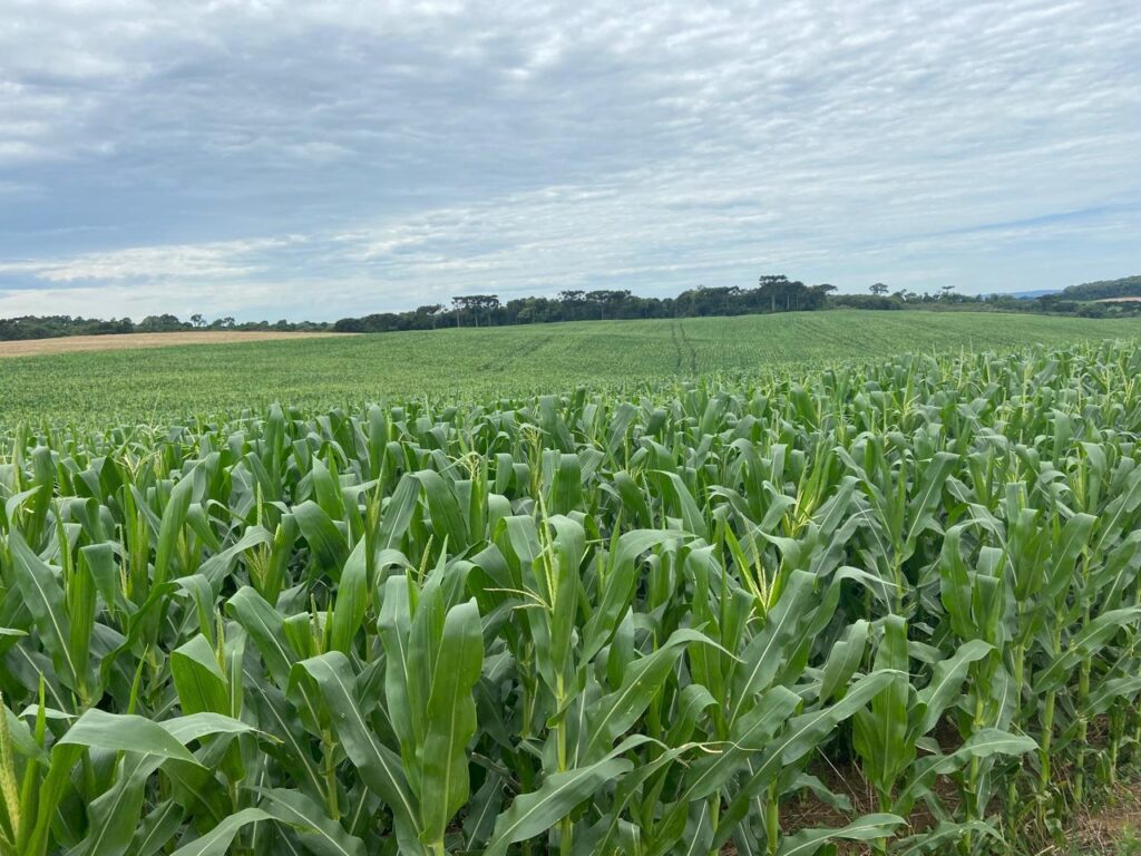 whatsapp image 2024 08 02 at 10.14.50 (1)