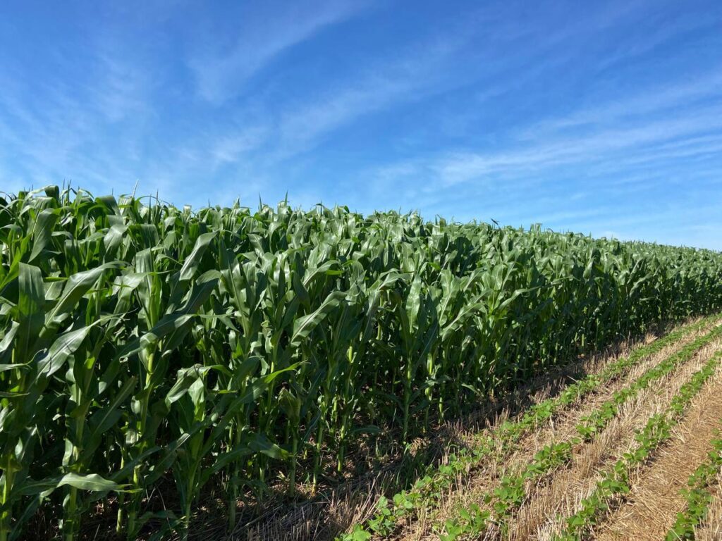 whatsapp image 2024 08 02 at 10.14.51 (1)