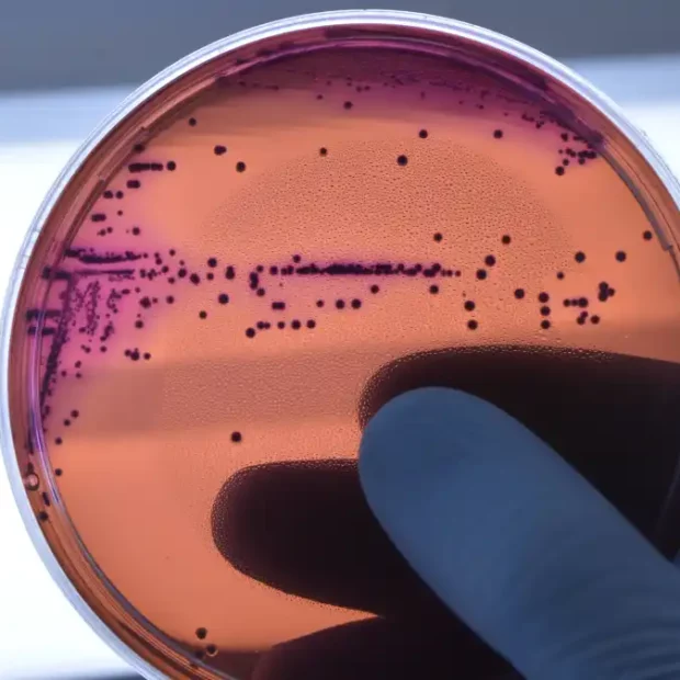bacteria resistencia antibioticos fiocruz 6