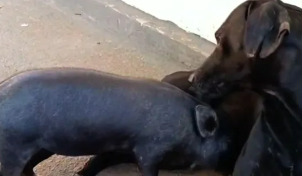 captura de tela 2024 08 13 070116