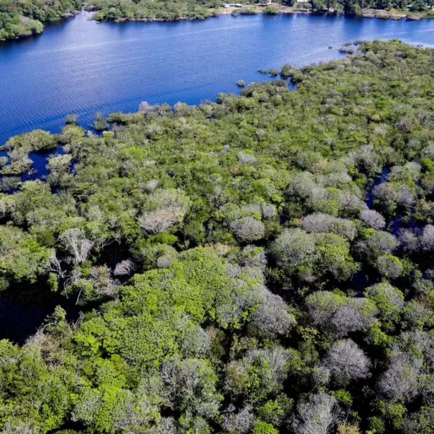 amazônia