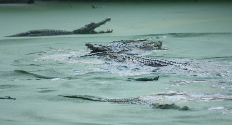 captura de tela 2024 08 21 065144