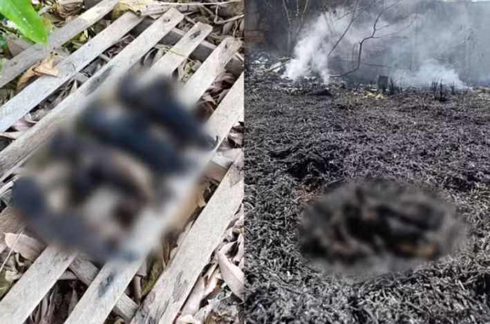 captura de tela 2024 08 21 071230