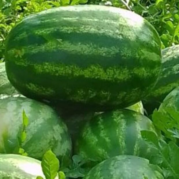 melancia