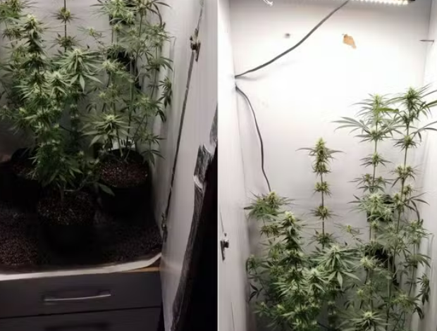 captura de tela 2024 08 28 063115