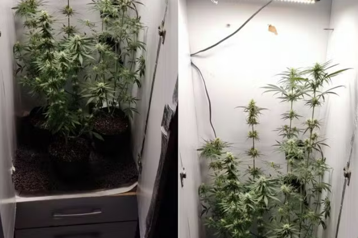 captura de tela 2024 08 28 063115