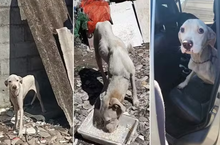 captura de tela 2024 08 28 115808