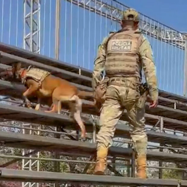 cães pmdf