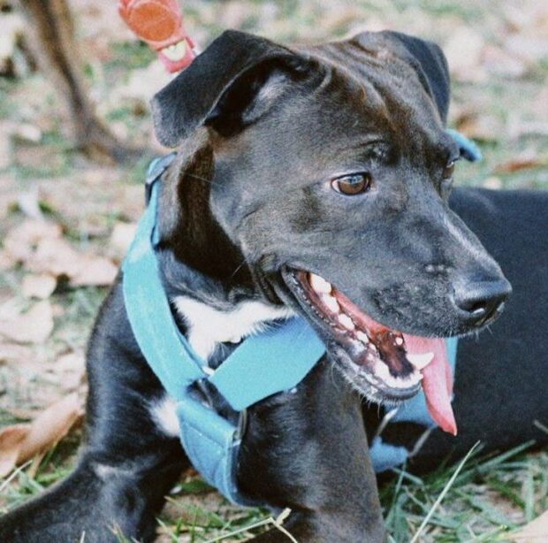 foto 1 foto divulgacao zoonoses 768x614